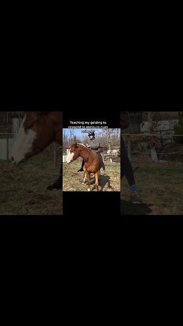 Teaching Ridden Pressure Cues With Positive Reinforcement