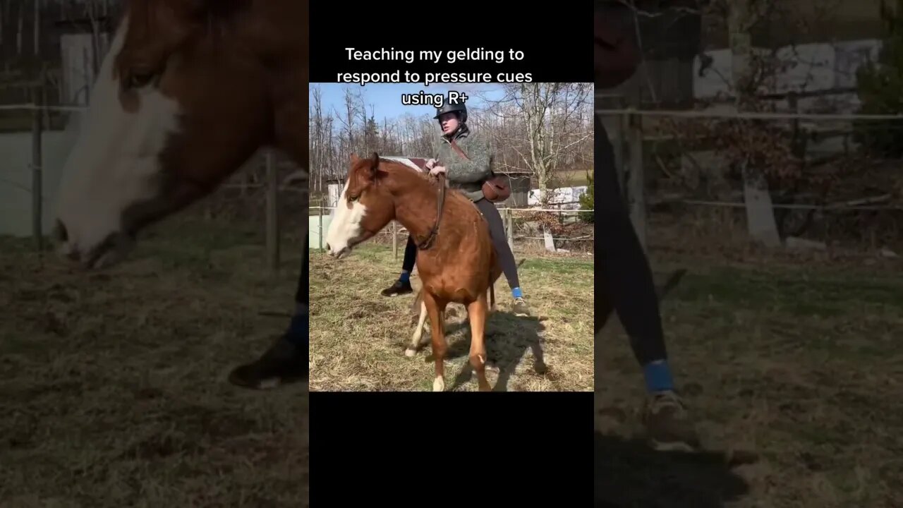 Teaching Ridden Pressure Cues With Positive Reinforcement