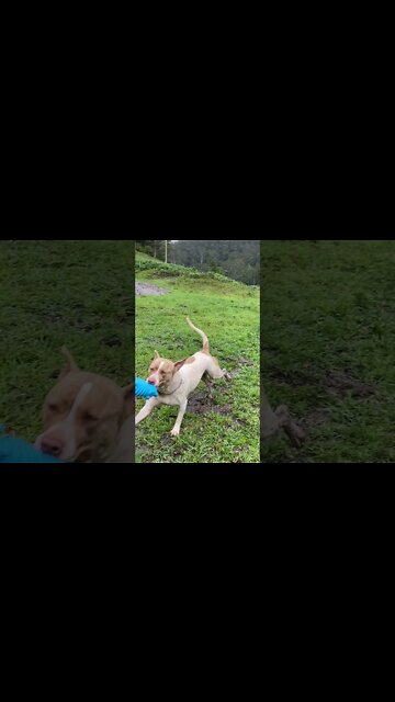 Fetching Blue Squeaky Piggy. Go Henry!