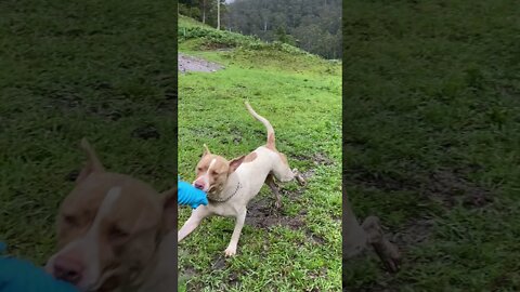 Fetching Blue Squeaky Piggy. Go Henry!