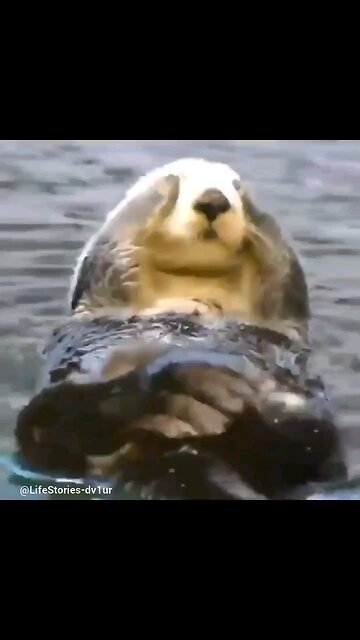 Adorable otter rubbing his eyes #wildlife #Otter #shorts