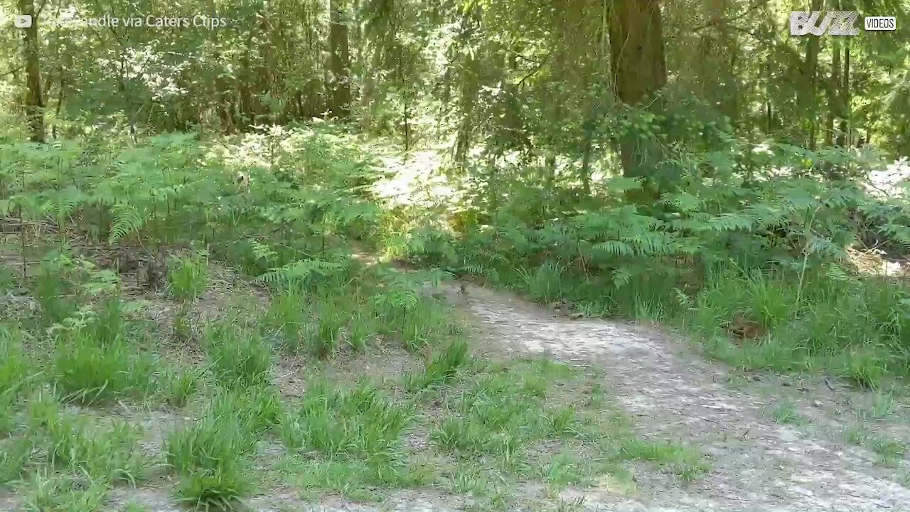 Ce chien ne rapporte pas un bâton mais des os d'animaux !