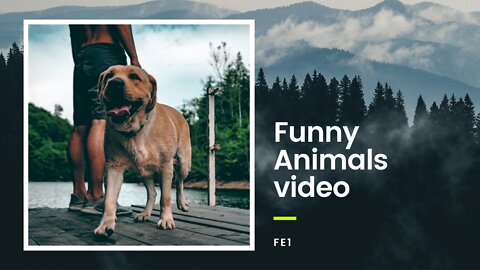 Animal Funny video