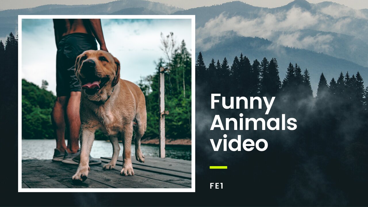 Animal Funny video