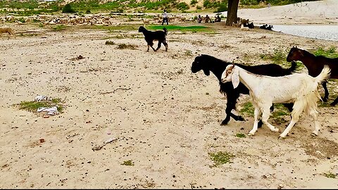 Goat in Desert,India