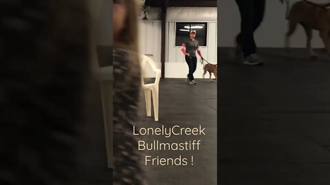 Upstaged by 4 year old ! LonelyCreek bullmastiff