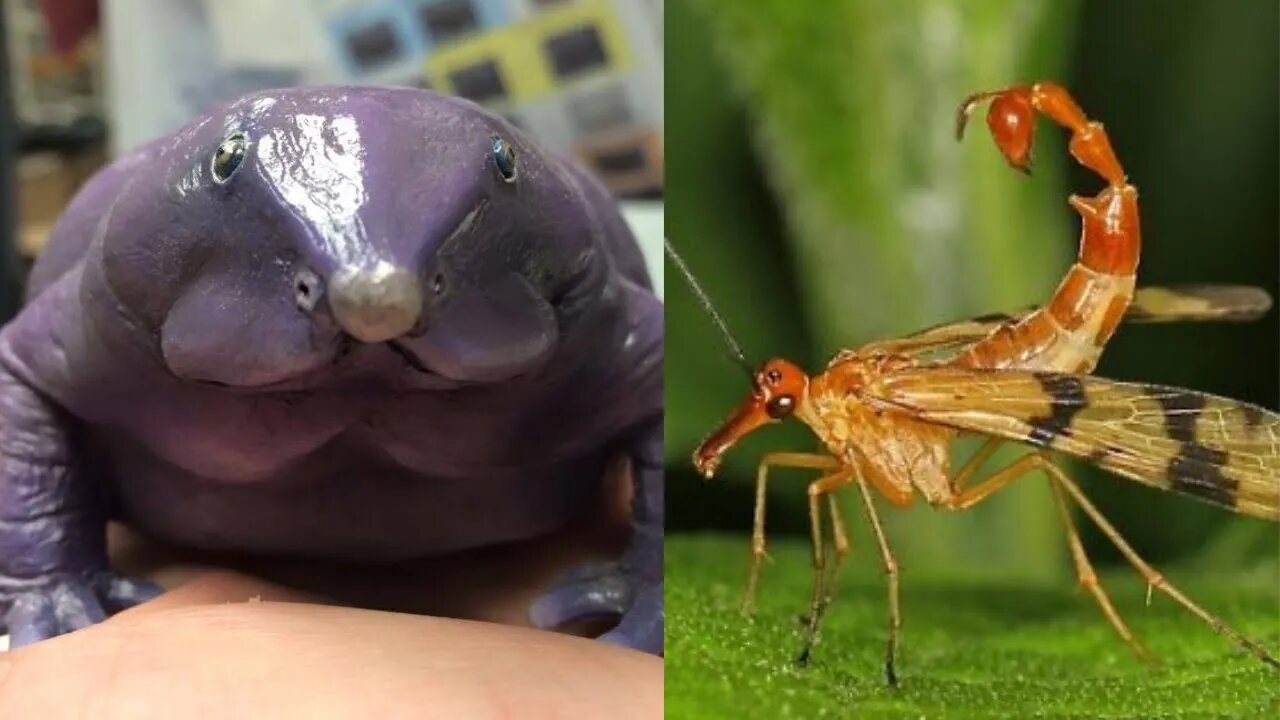 10 Animals You've Never Seen Before!