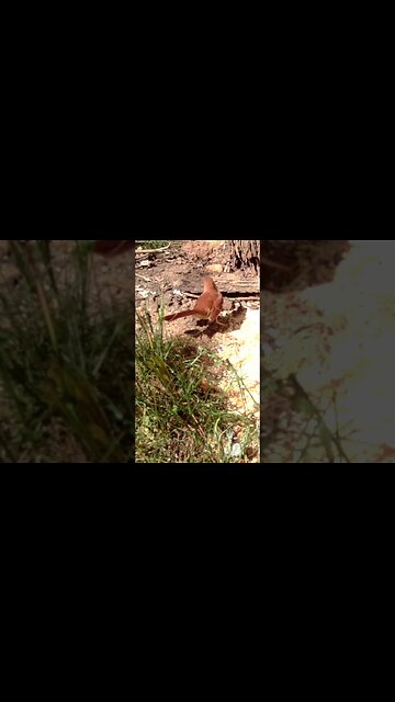 Brown thrasher 🐦 doesn`t like being 👀 watched #cute #funny #animal #nature #wildlife #trailcam #farm
