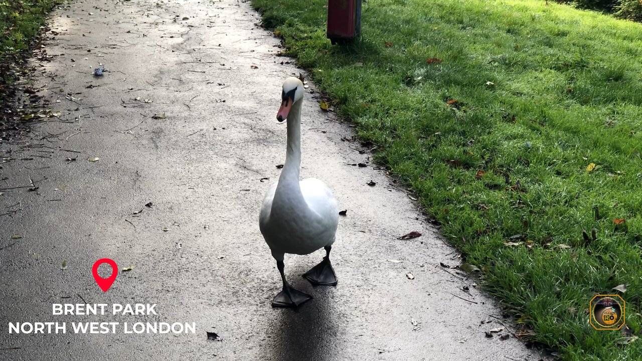 This swan 🦢 is fearless 😎