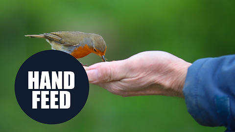 Photographer develops close relationship with wild animals that eat from his hand