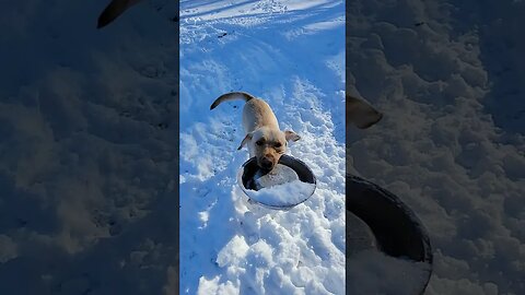 The Only Frisbee Dogs Can't Destroy.