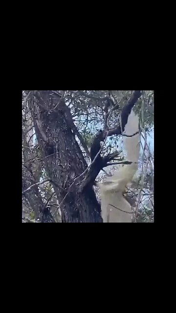 Beautiful Parrot 🦜 Saving eggs from enemy's! #Shorts #ytshorts #UbertainmentFun #Parrot #Animals