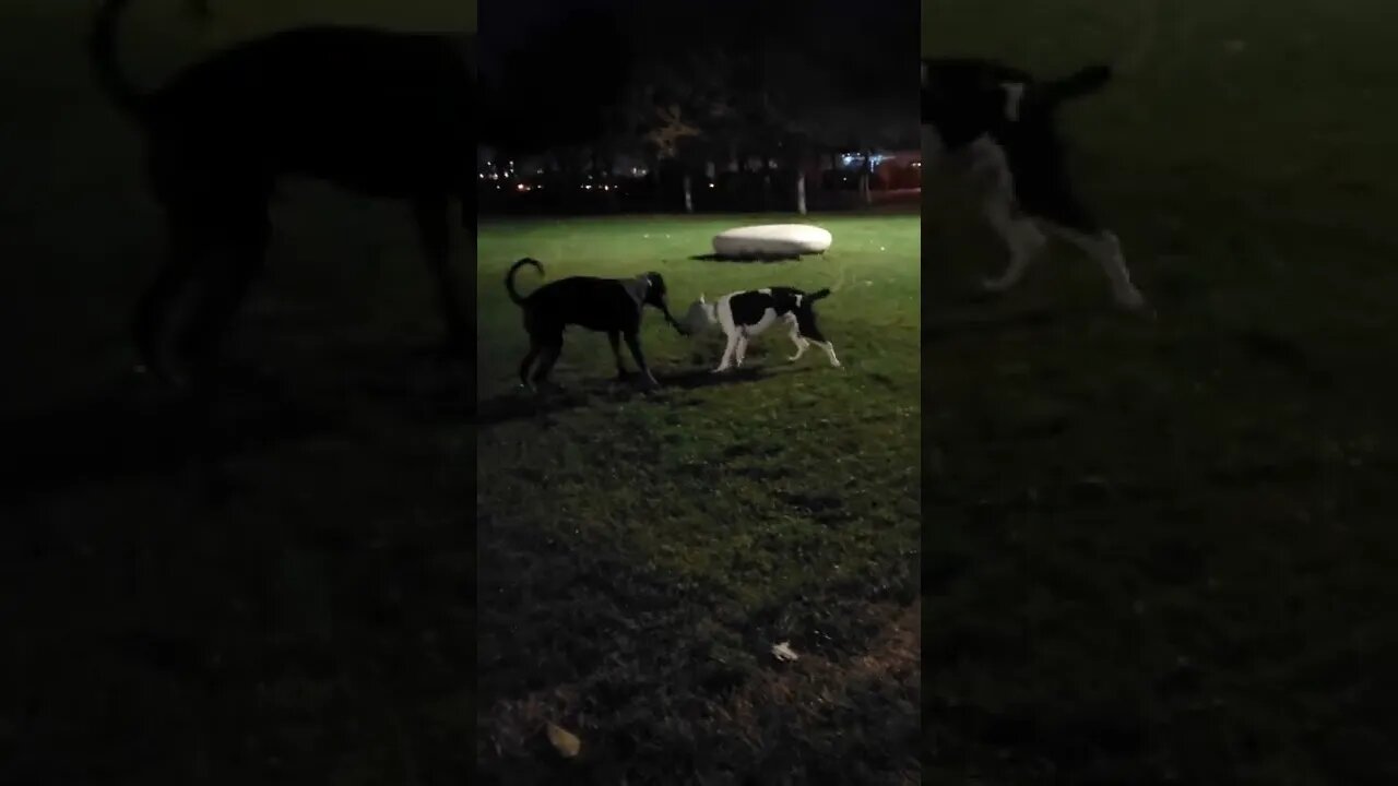 Doberman VS Amstaff 👀 Doberman:8 luni Amstaff 7 luni #fypage #foryoupage #shorts #viral #foryou