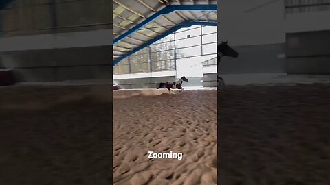 Arab horses are fast lol #horse #viral #fyp #gallop #horselover #galloping #viralvideo #viralshorts