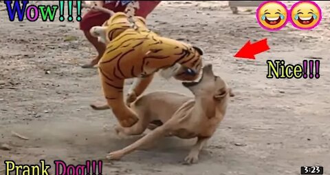Wow___ Fake Tiger Prank Dog Run So Very Funny Comedy Pranks