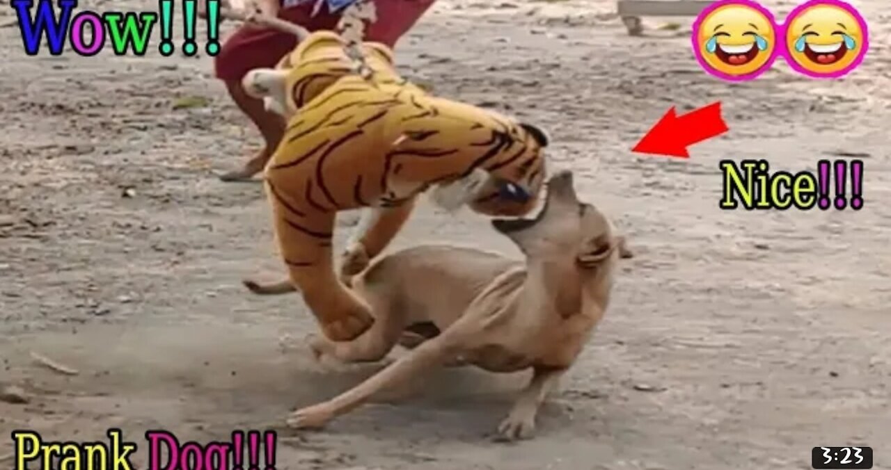 Wow___ Fake Tiger Prank Dog Run So Very Funny Comedy Pranks
