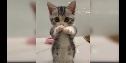 Cute and Funny Baby Cats - Compilation