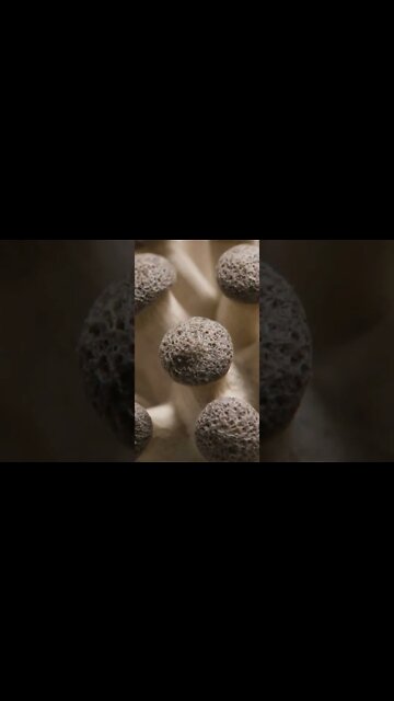 farming gourmet mushrooms #shorts