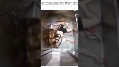 Funniest Dog Spider Prank #shorts #spider #perro #hombre