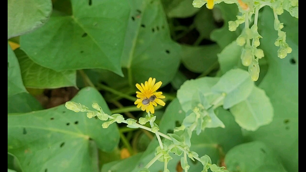 Bee Buzzing @ Sonny Rock Garden