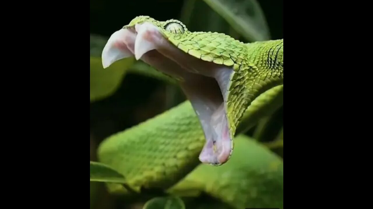 Snake Video | Green Snake Comedy