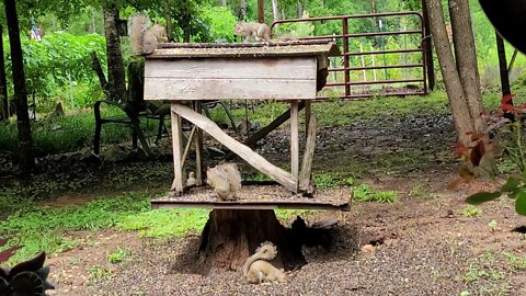 Snacking, Squirrels, & Doves...