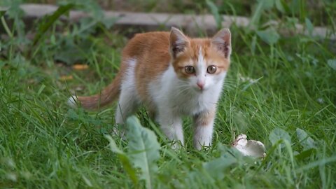 Many Cute Kittens Playing - Too Much Cuteness