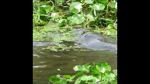 manatee