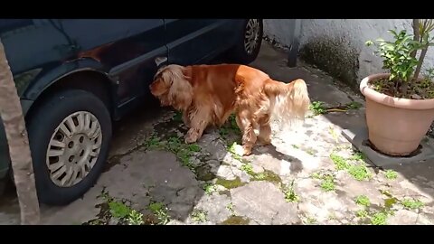 #dogshow , #animals , #dogs , #shorts