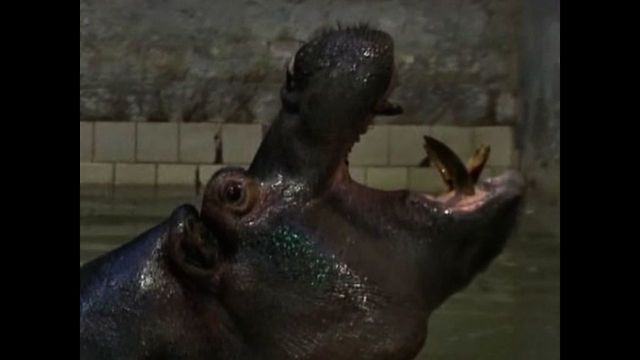 Latvian Hippo's Actually A Girl