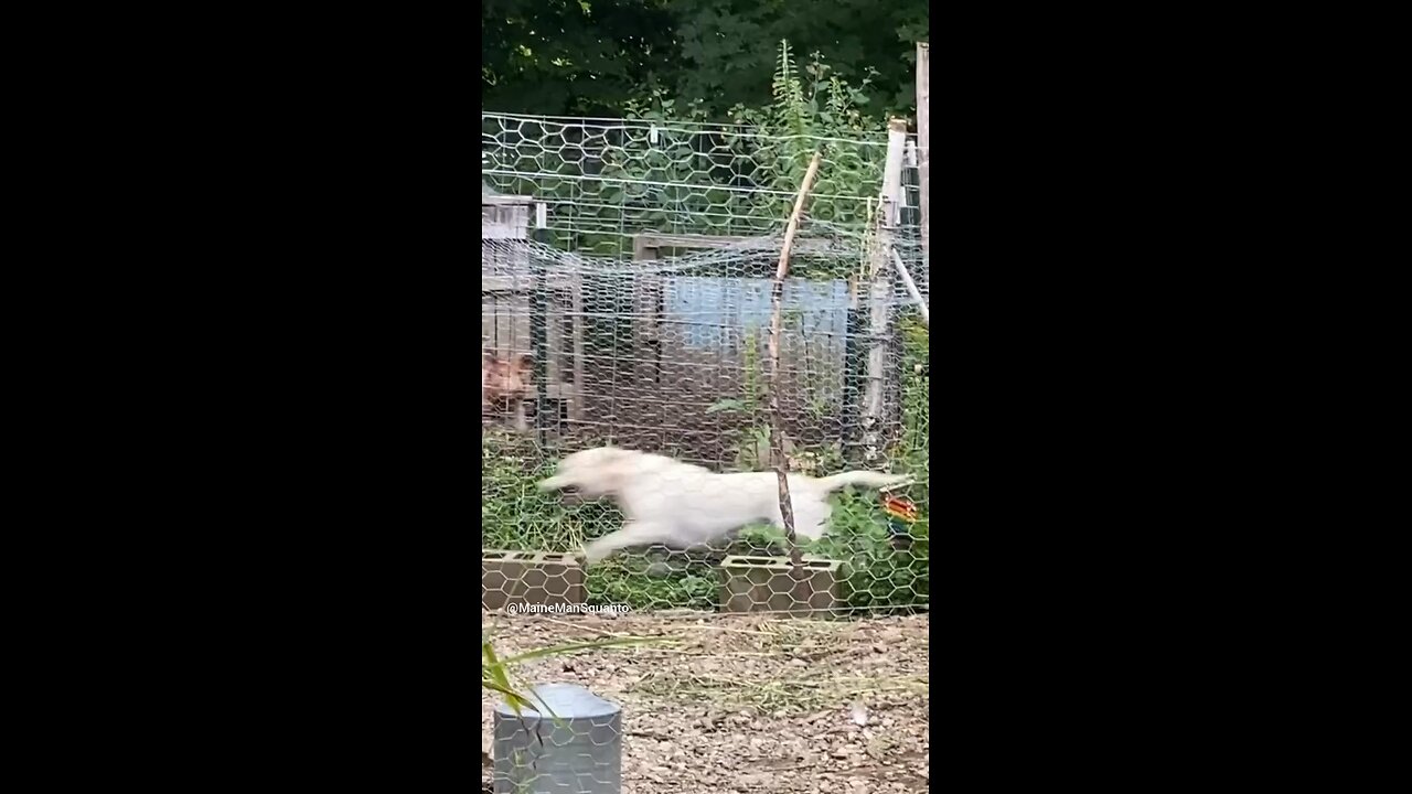 Dog Loves Pig. Oden playing with Hailey the pig!