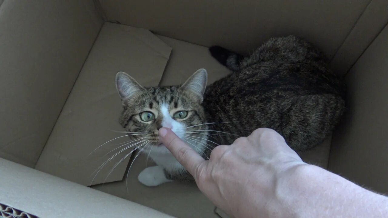 This Funny Cat Loves Boxes