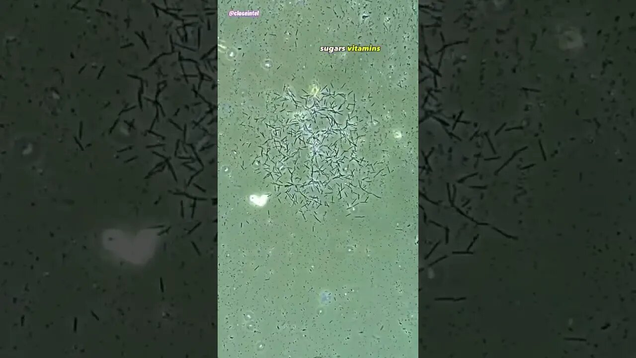 Lemon Juice vs bacteria, Under Microscope.