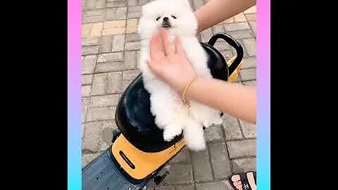 44_ Cute and Funny Dog Videos Compilation _#short