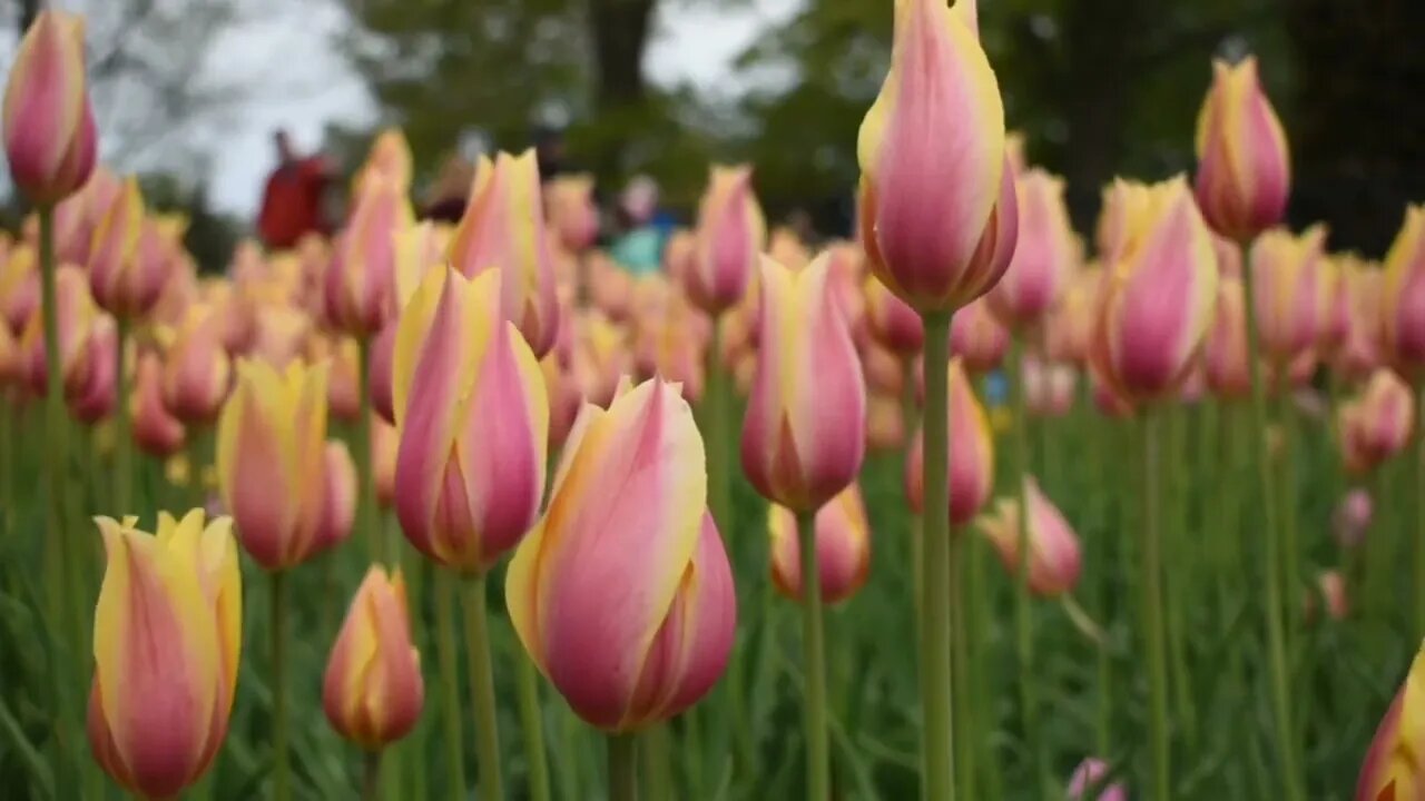 #roseflower