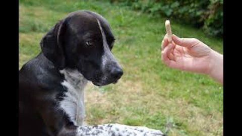 Tracking Shot of Dog Playing