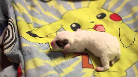 Puppy Cries And Whines For Momma (CUUUUTE!)
