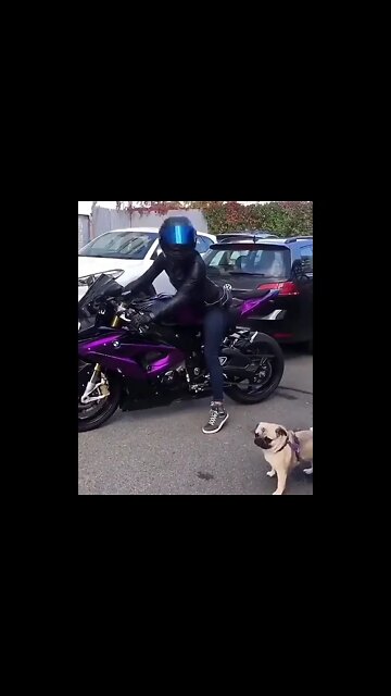 Cute Dog vs Bike 😂#UbertainmentFun #Shorts #ytshorts #Dogs #Animals #Fun