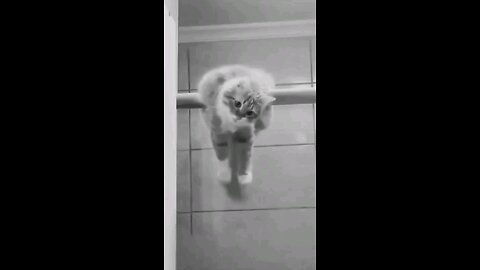 cute cat
