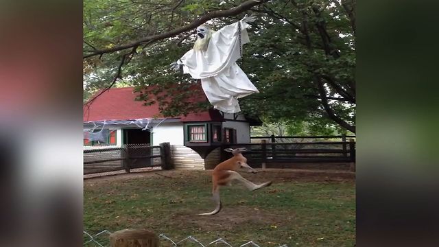 This Kangaroo Isn't A Fan Of Halloween