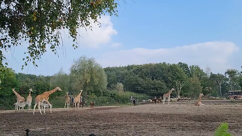 GIRAFFES IN THE OPEN FIELDS. BEEKSE BERGEN