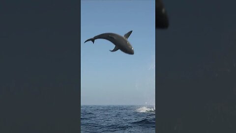 Shark Jumps Feet Into Air #short #shorts