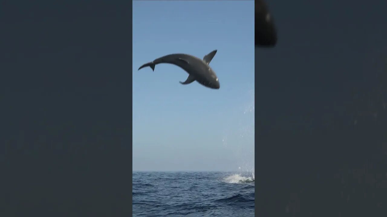 Shark Jumps Feet Into Air #short #shorts