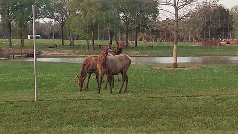 Exotic Animal Farm- Elk? TX