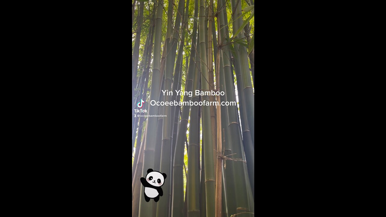 Yin Yang Bamboo Ocoee Bamboo Farm 407-777-4807