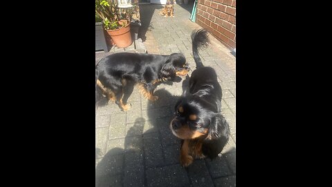 Cutie Cavaliers