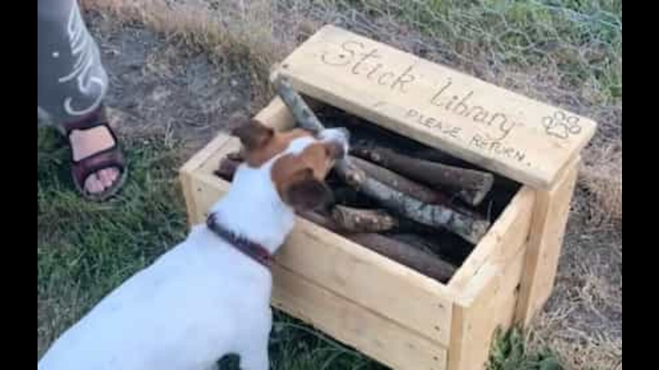 Craftsman creates first ever library for dogs