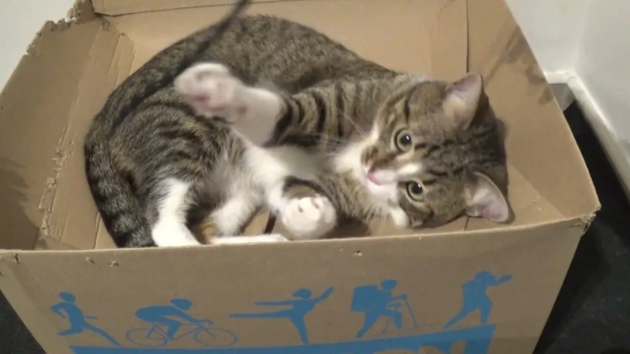 This Funny Cat Loves Playing with a Shoe Lace