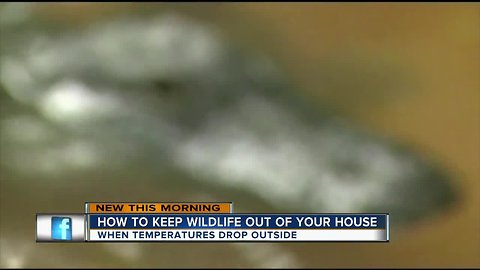 How to keep wildlife from coming inside your home during cold weather