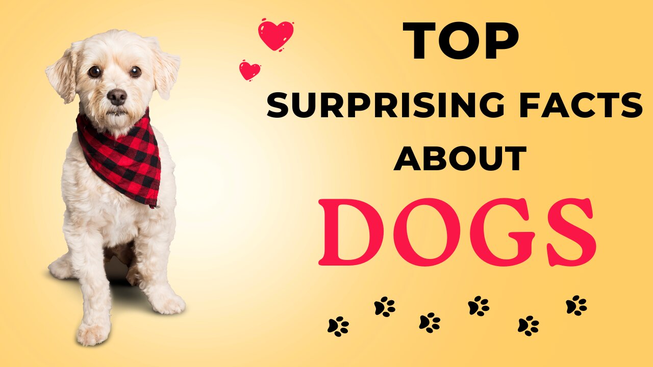 Unveiling the Top Surprising Dog Facts That'll Make Your Tail Wag